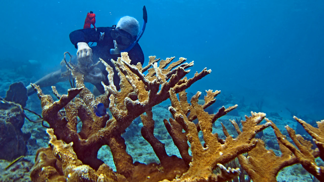 Diver photographing from behind a stand of branching coral