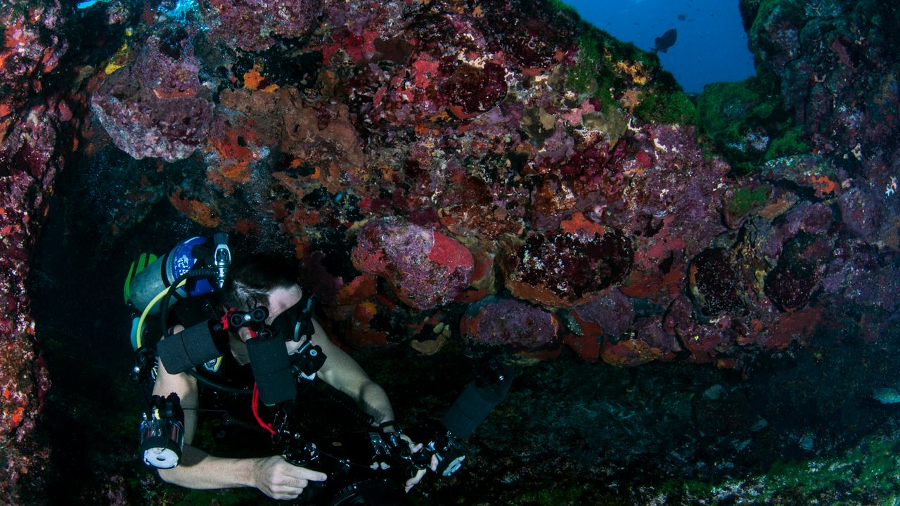Scuba diver swimming beside a colorful reef wall