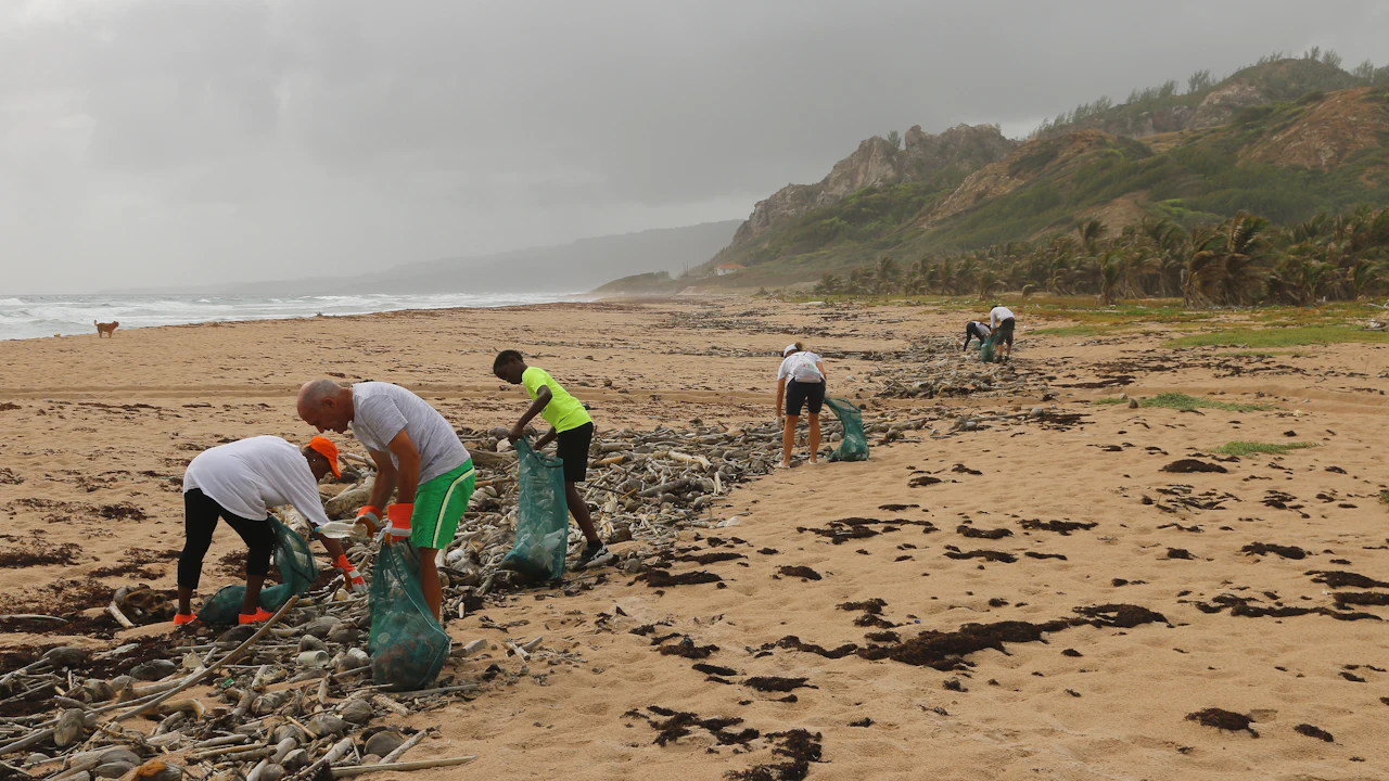 People raking seaweed off a beach