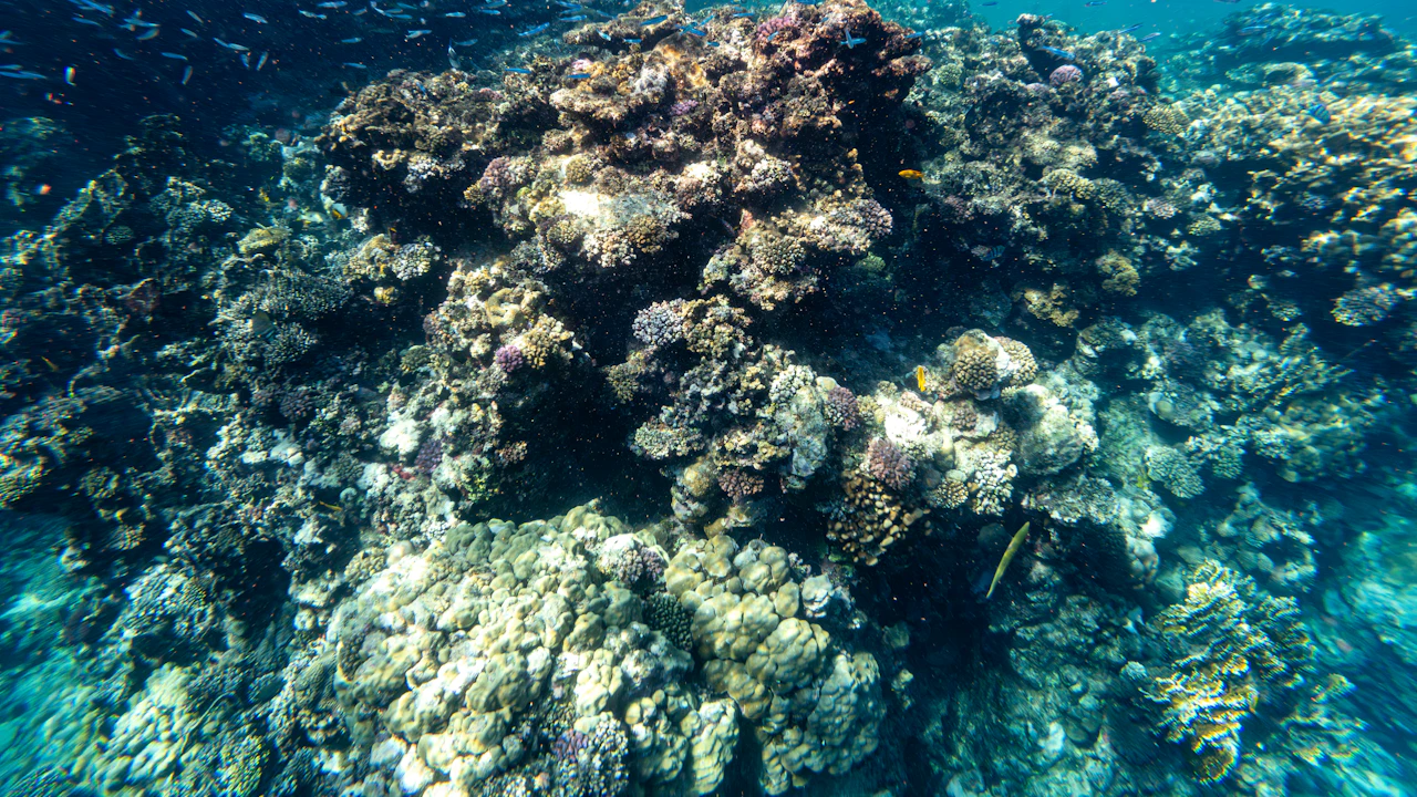 Scuba diver swimming over a healthy coral reef in clear blue water