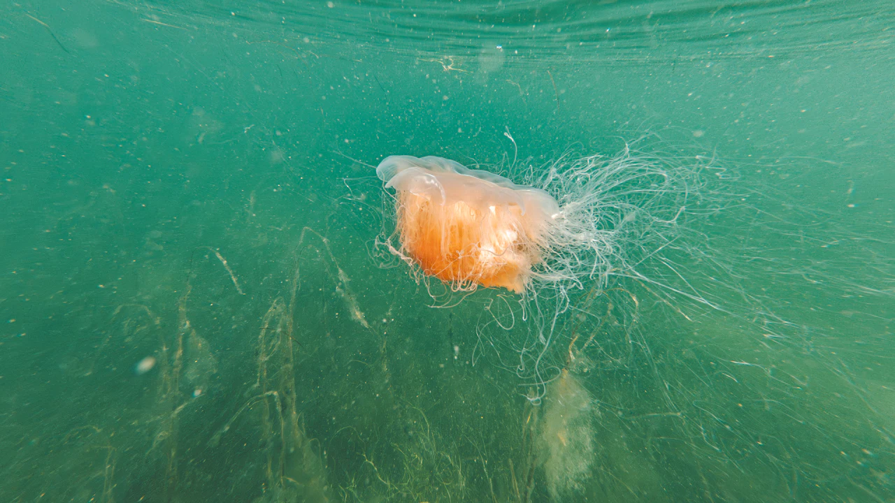 Jellyfish drifting over seagrass
