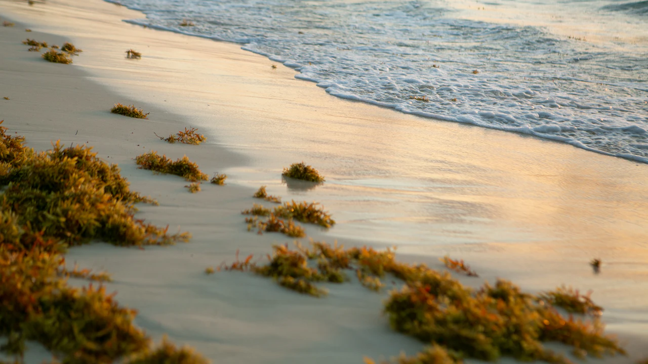 Clumps of sargassum seaweed at the edge of a beach