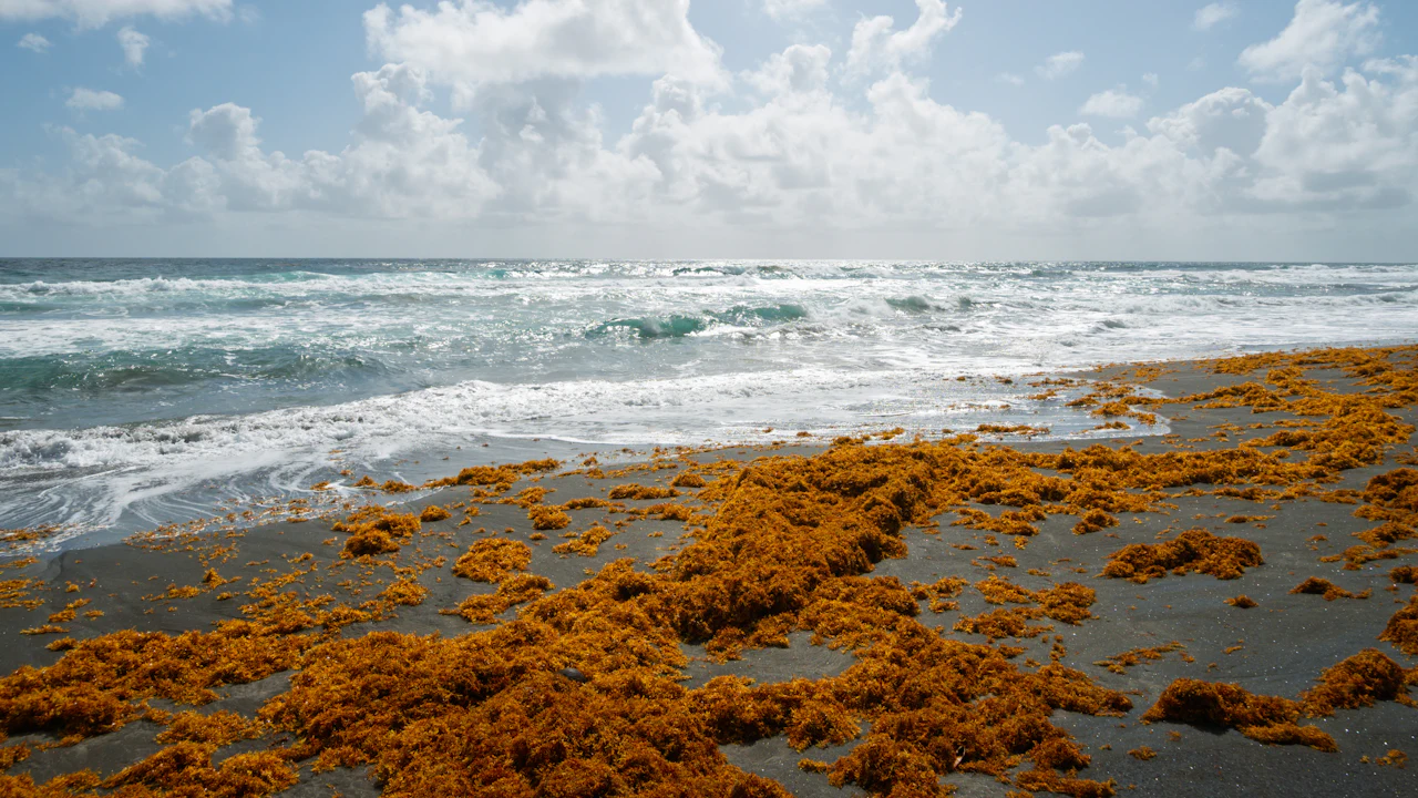 Brown sargassum seaweed washed up along a white sand tropical beach