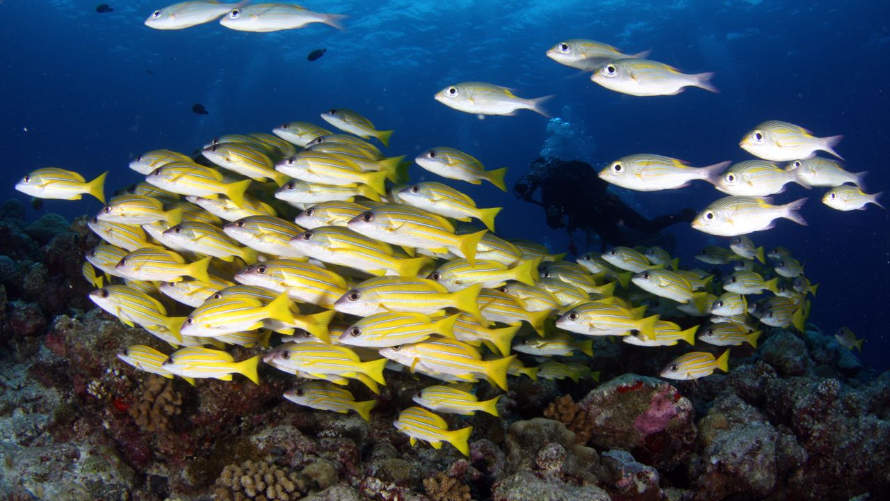 School of yellow striped fish over a reef
