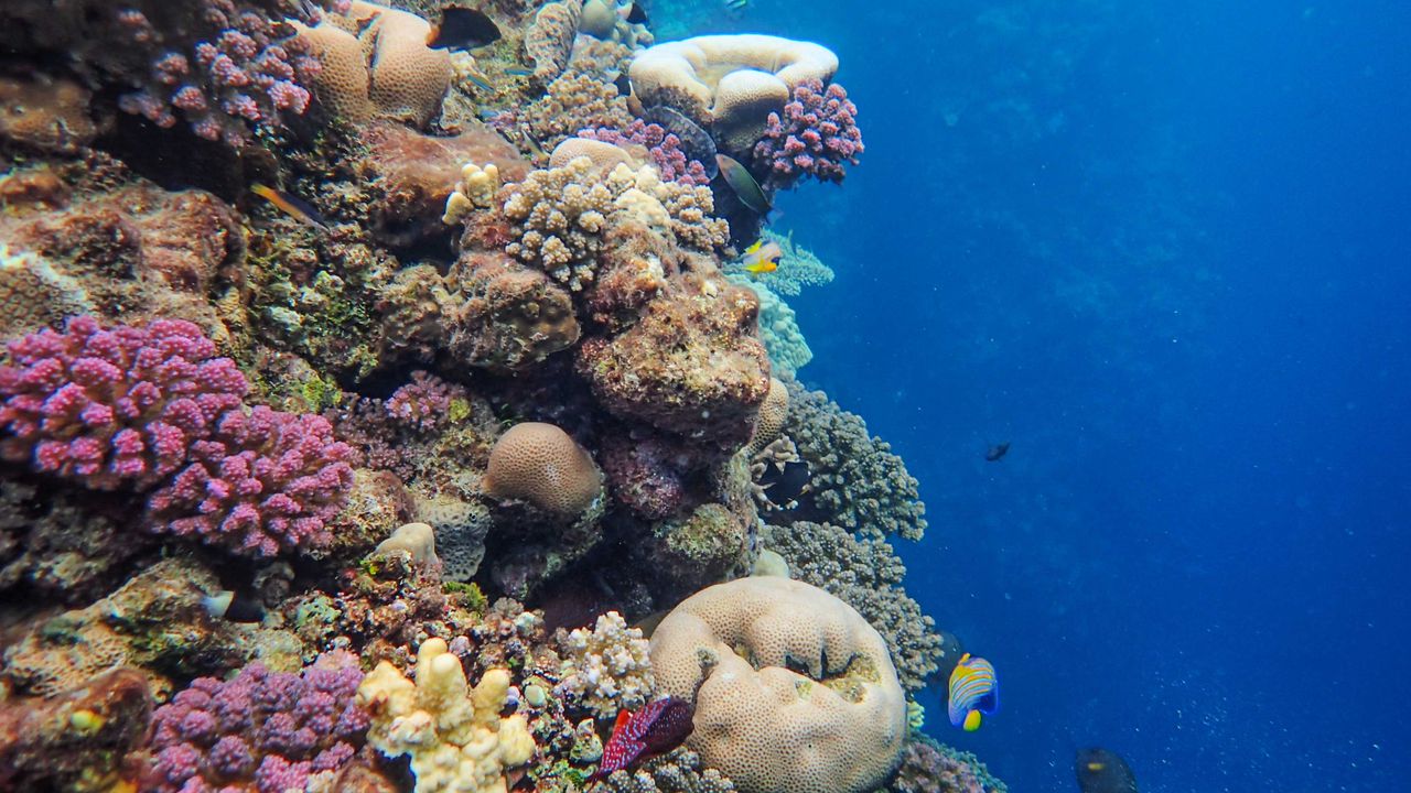 Coral reef wall dropping into deep blue water