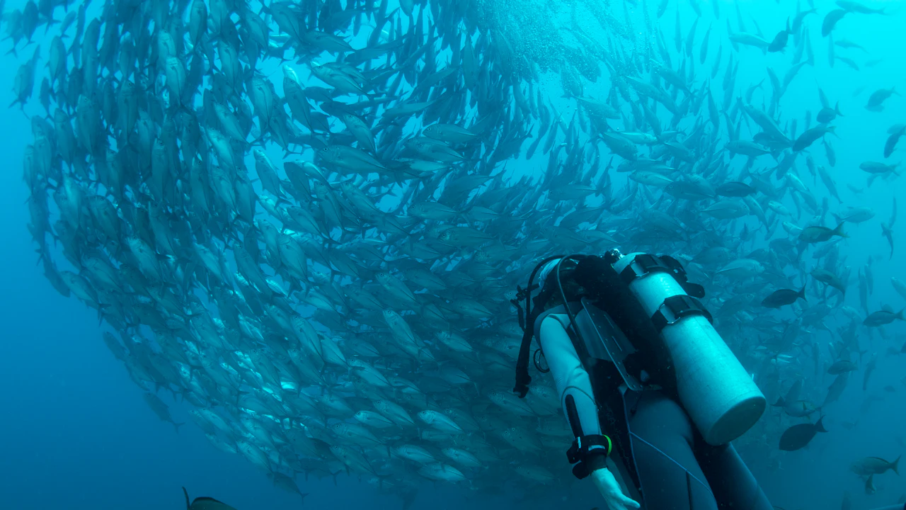 Diver swimming beside a large school of fish