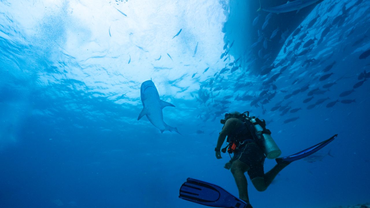 Diver swimming below a shark in blue water