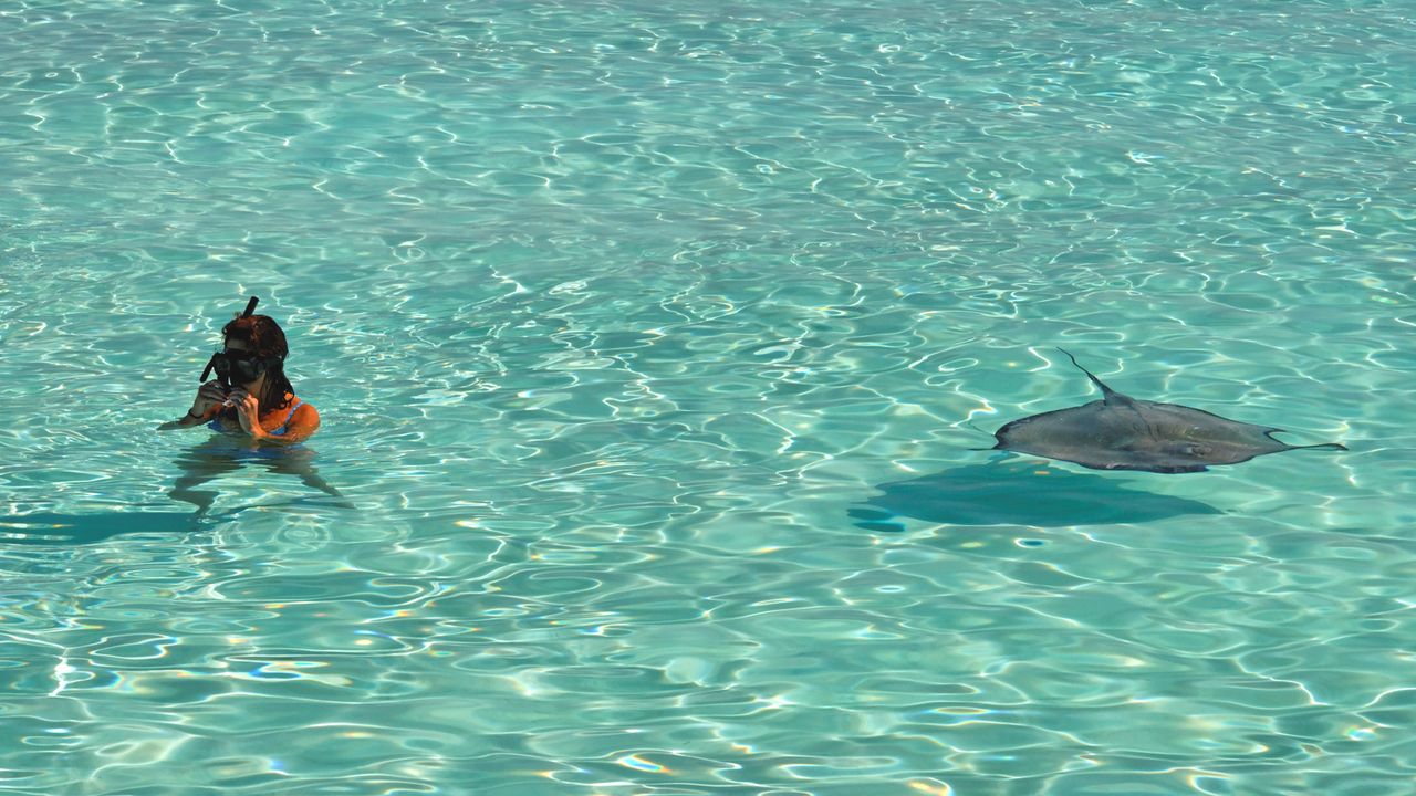 Snorkeler floating at the surface above a stingray gliding over sand
