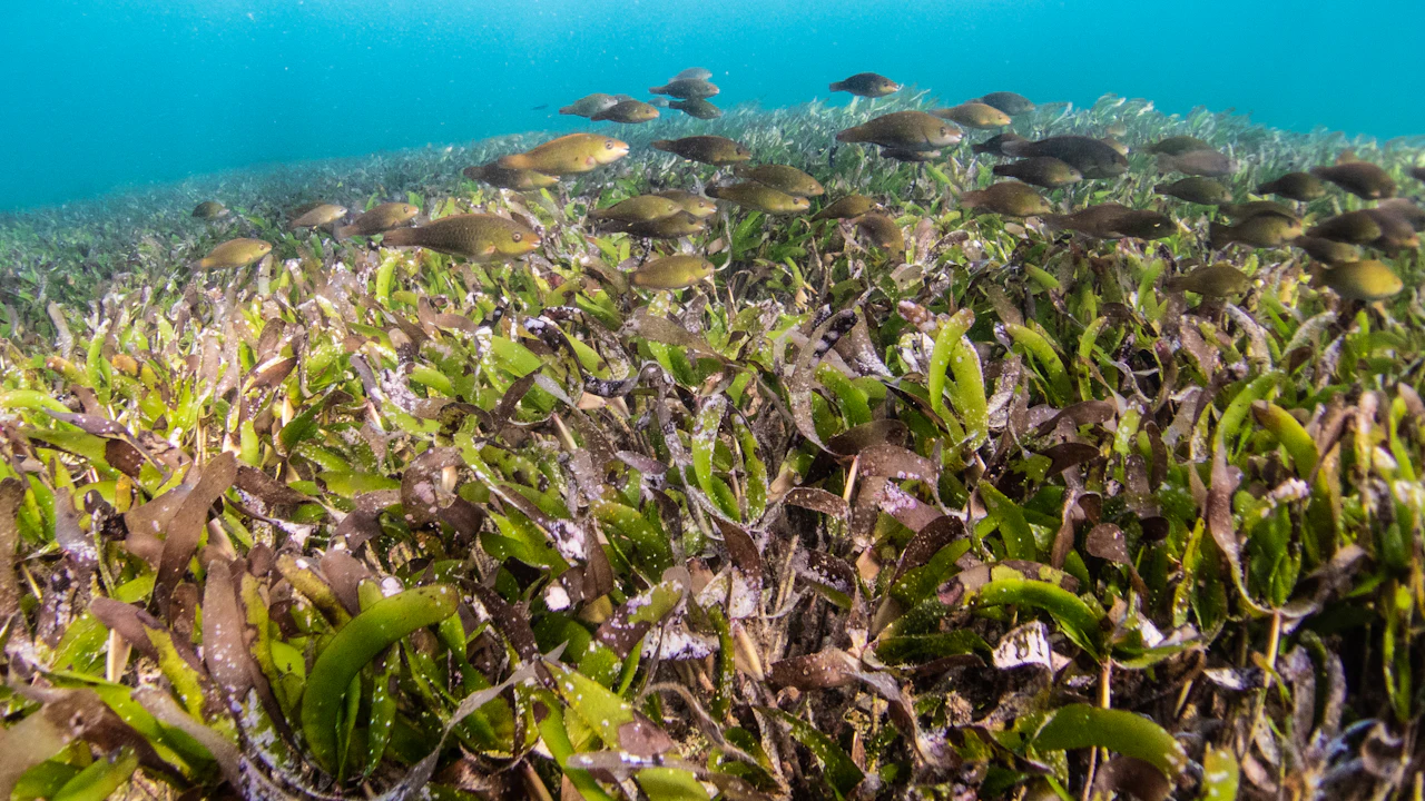 School of small fish over a seagrass bed in shallow water