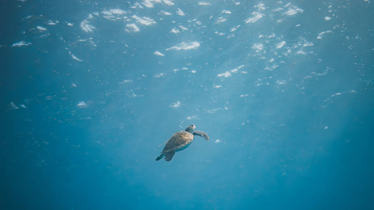 Sea turtle swimming in open blue water below the surface