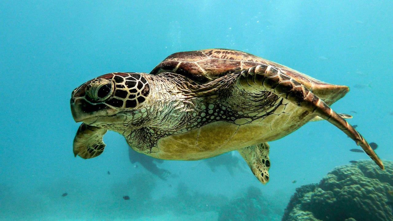 Sea turtle swimming over coral in clear blue water
