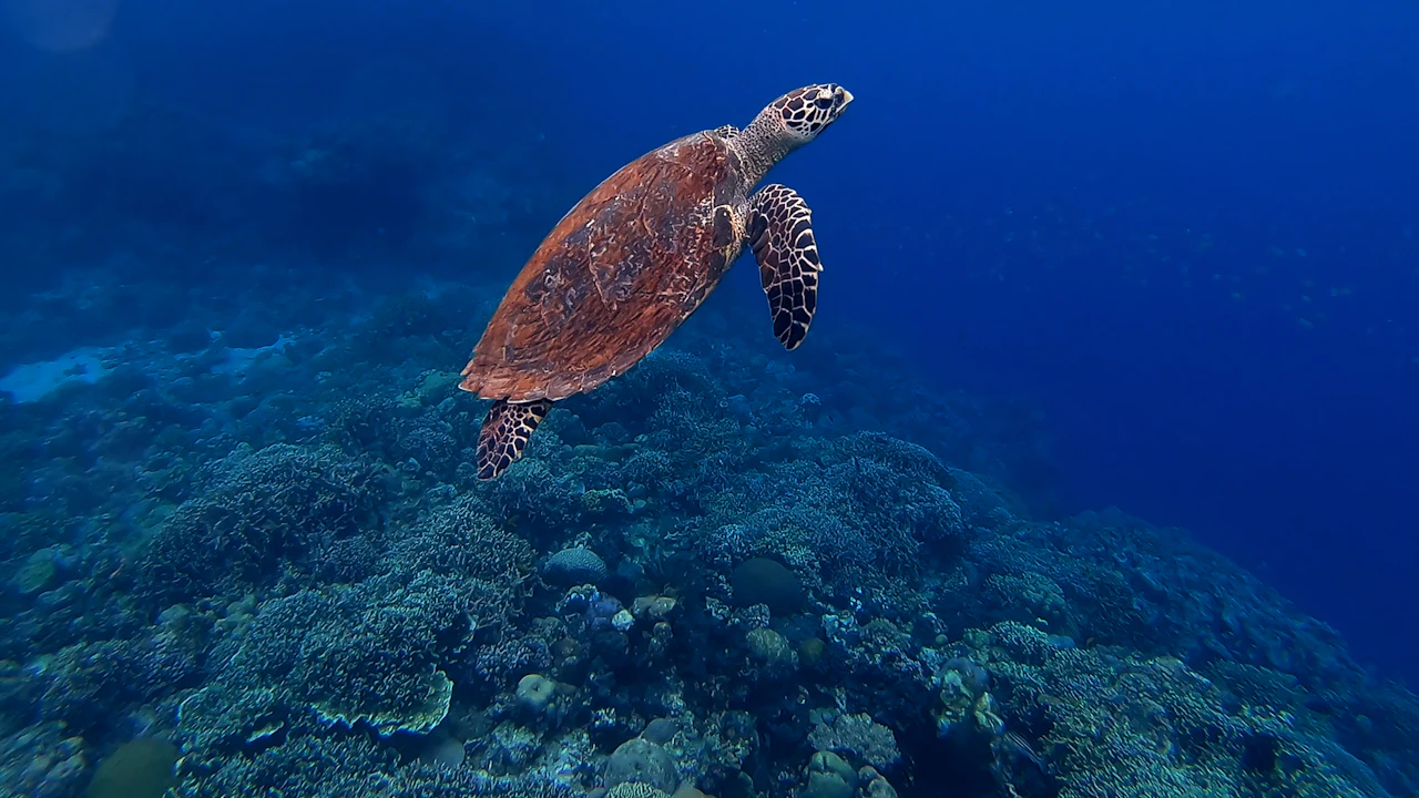 Sea turtle swimming above a reef in deep blue water