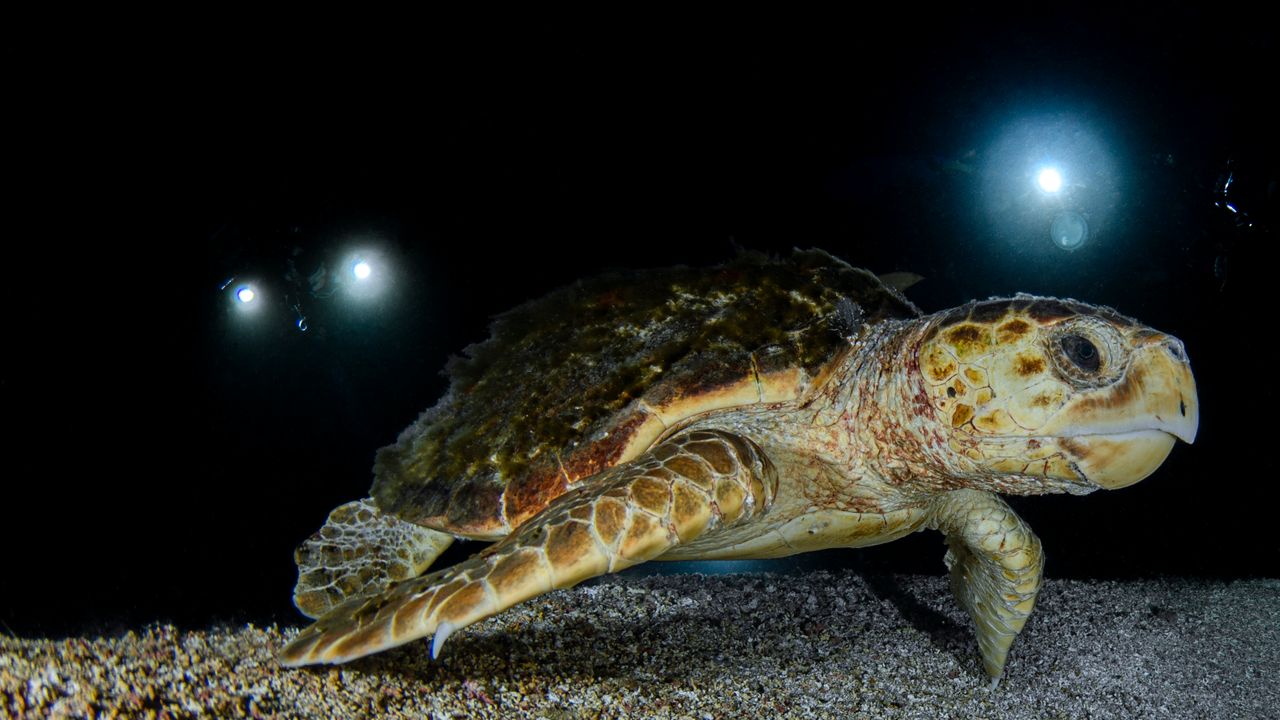 Loggerhead turtle with a broad head and reddish brown shell underwater