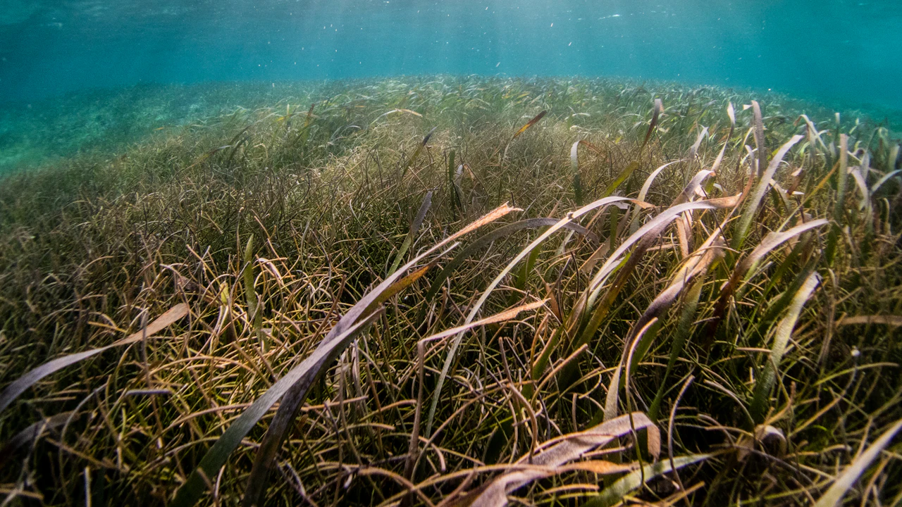 Long seagrass blades on a sandy seafloor