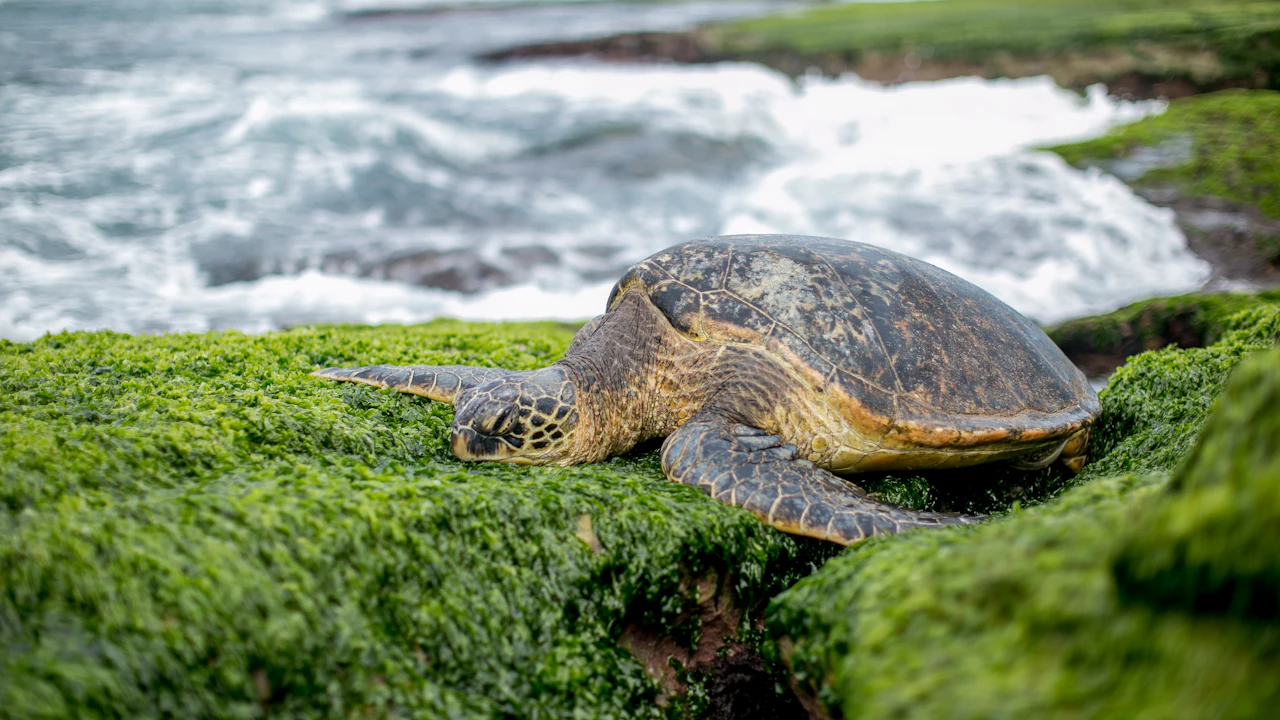 Green sea turtle resting on algae-covered rocks