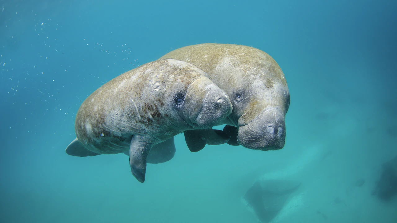 Manatee swimming slowly through clear shallow water near the bottom