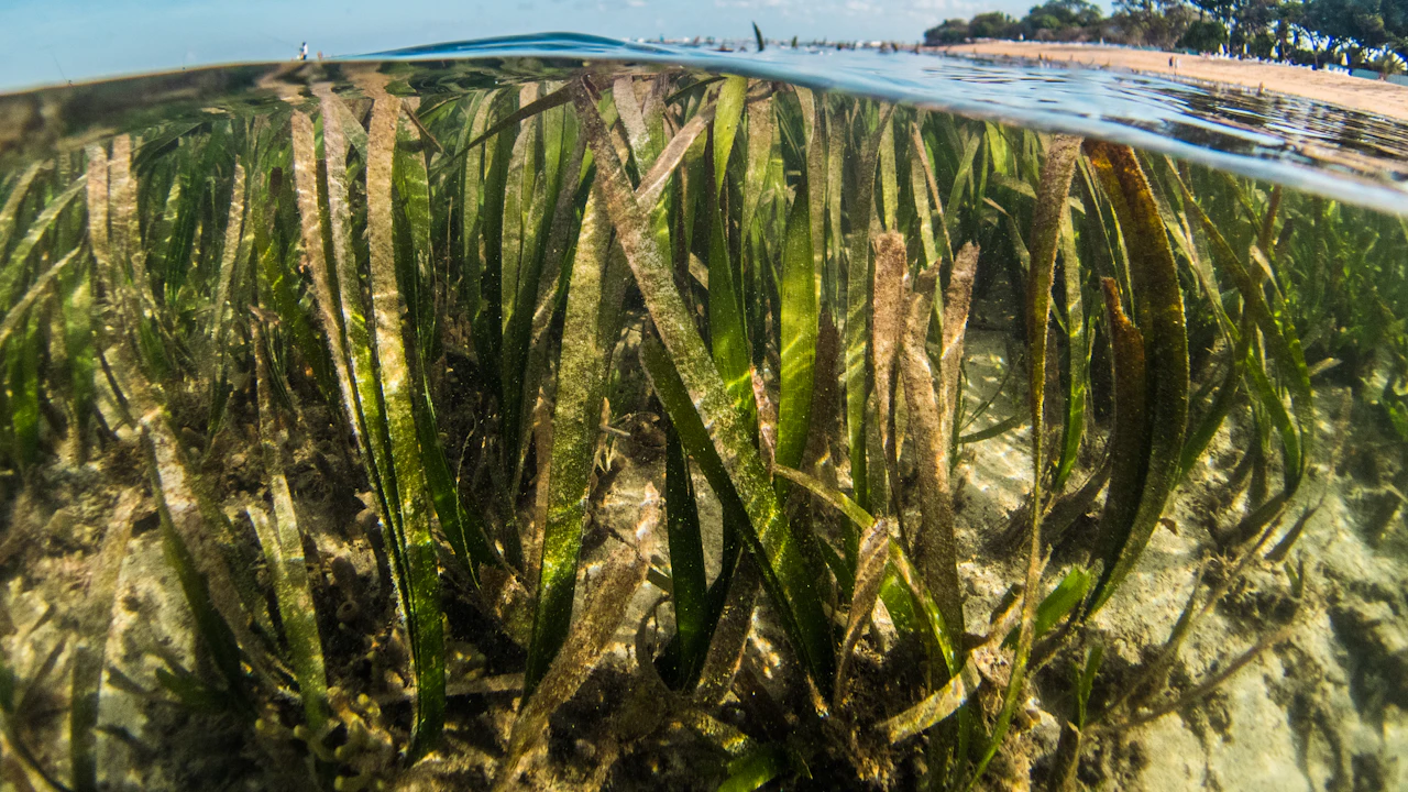 Close view of long green seagrass blades swaying on a sandy bottom