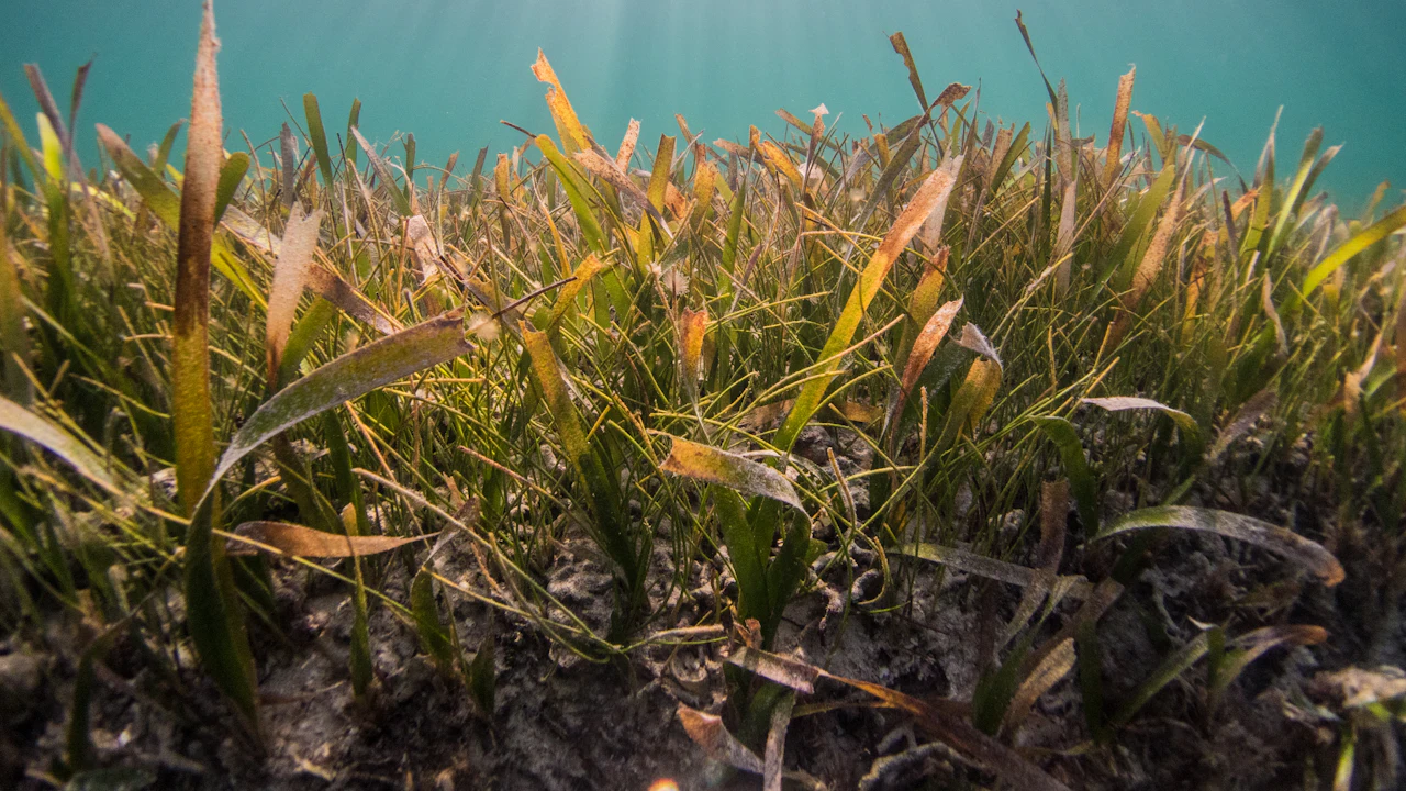 Green seagrass meadow growing on a sandy seafloor in clear shallow water