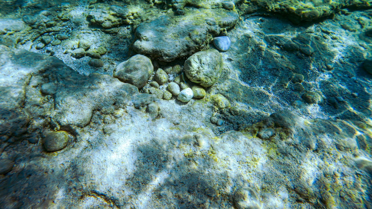 Shallow rocky seabed with patches of algae