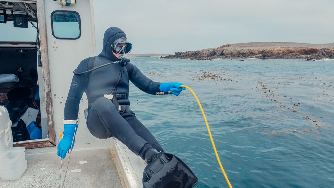 Diver in a hooded suit stepping off a boat into the water