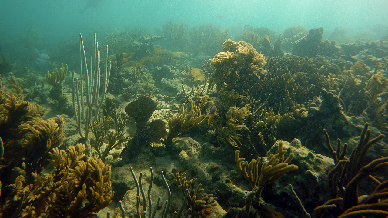 Sunlit shallow reef with soft corals