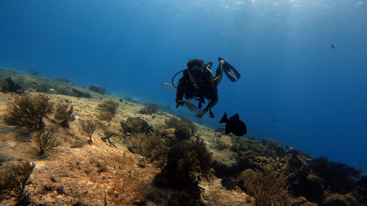 Scuba diver swimming above a reef slope