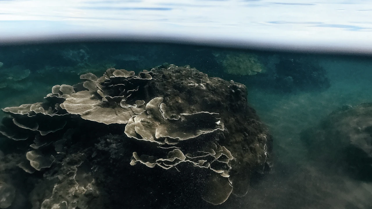 Coral reef just below the surface in clear water