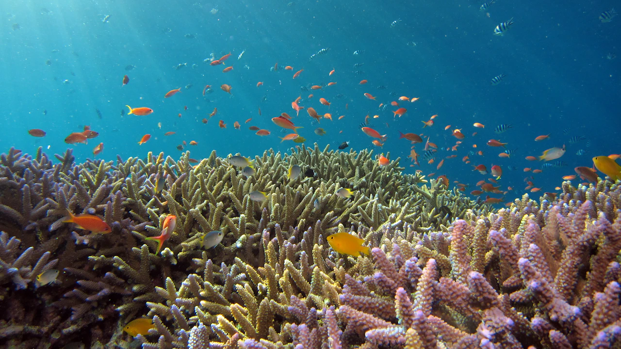 Orange reef fish swimming above a field of branching coral in blue water