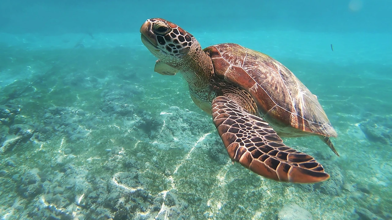 Green sea turtle swimming in clear shallow water over a sandy bottom
