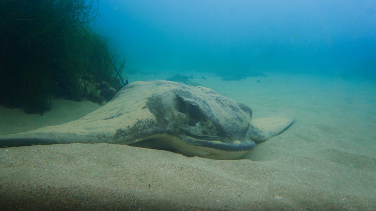 Stingray resting on a sandy sea floor beside a clump of seagrass