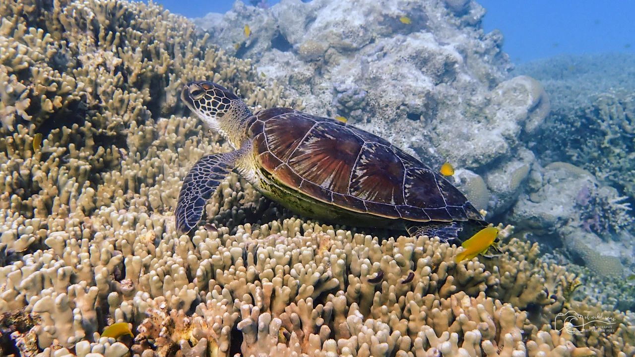 Sea turtle resting on coral in shallow water