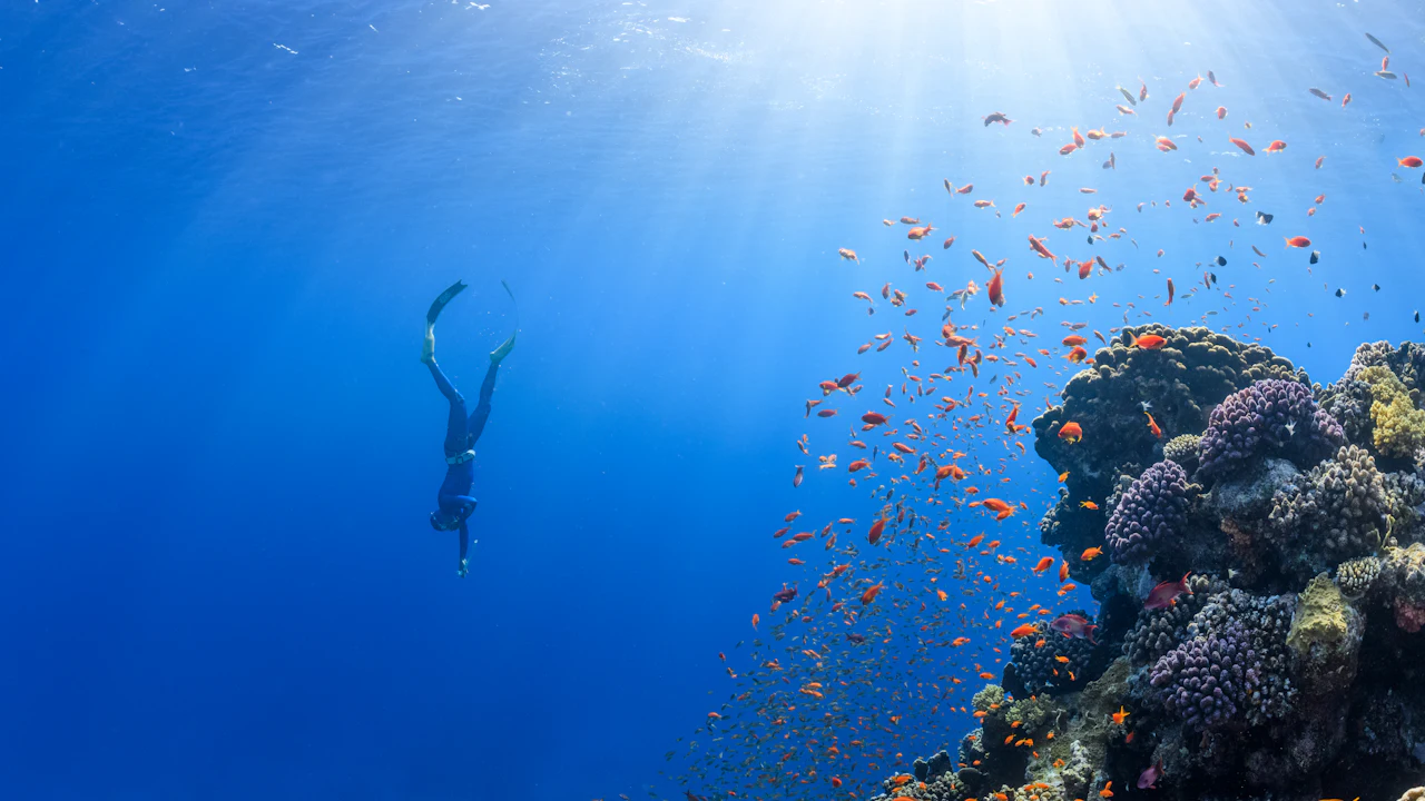 Free diver swimming down beside a coral reef full of small fish