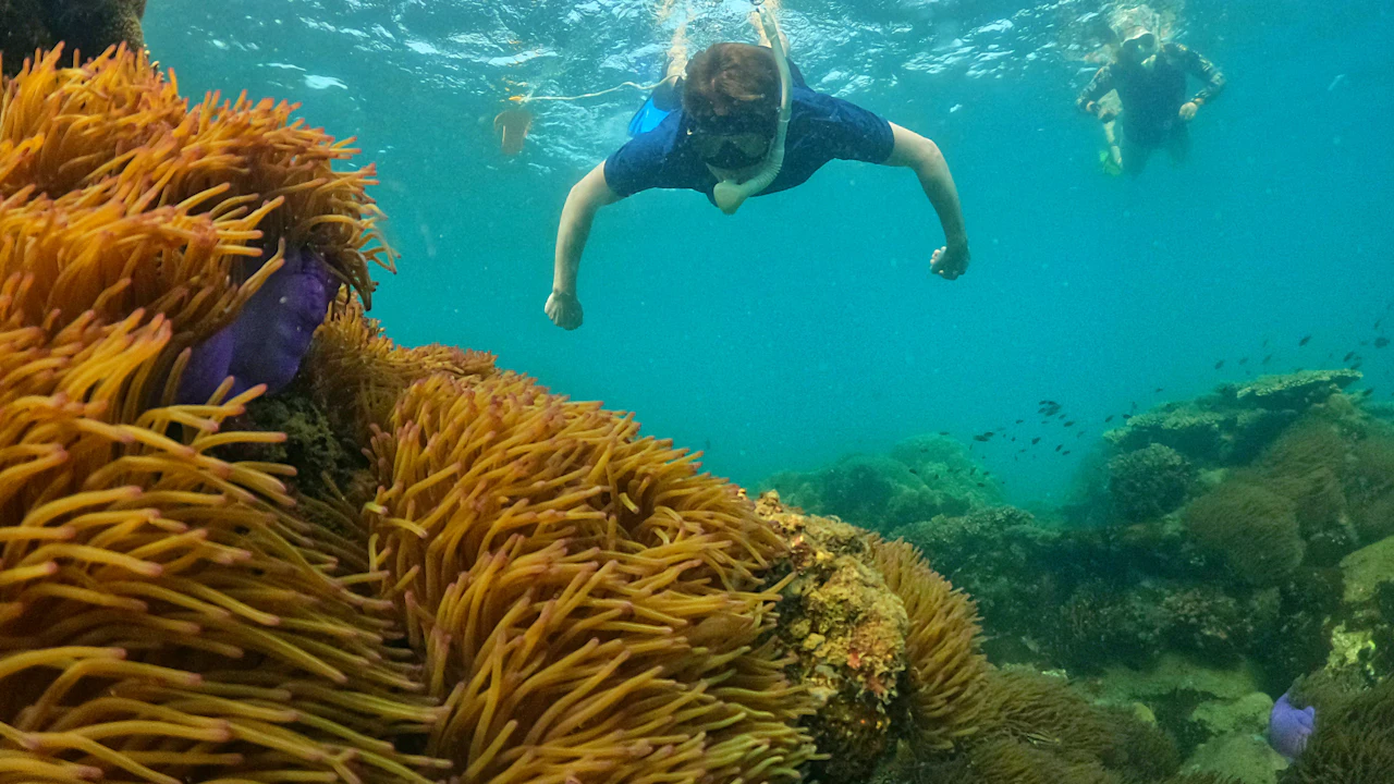 Snorkelers in masks swimming over a shallow coral reef