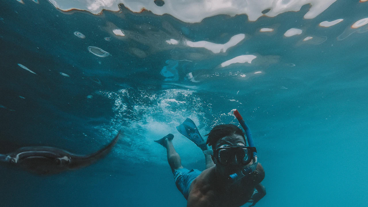 Diver swimming near a manta ray in blue water