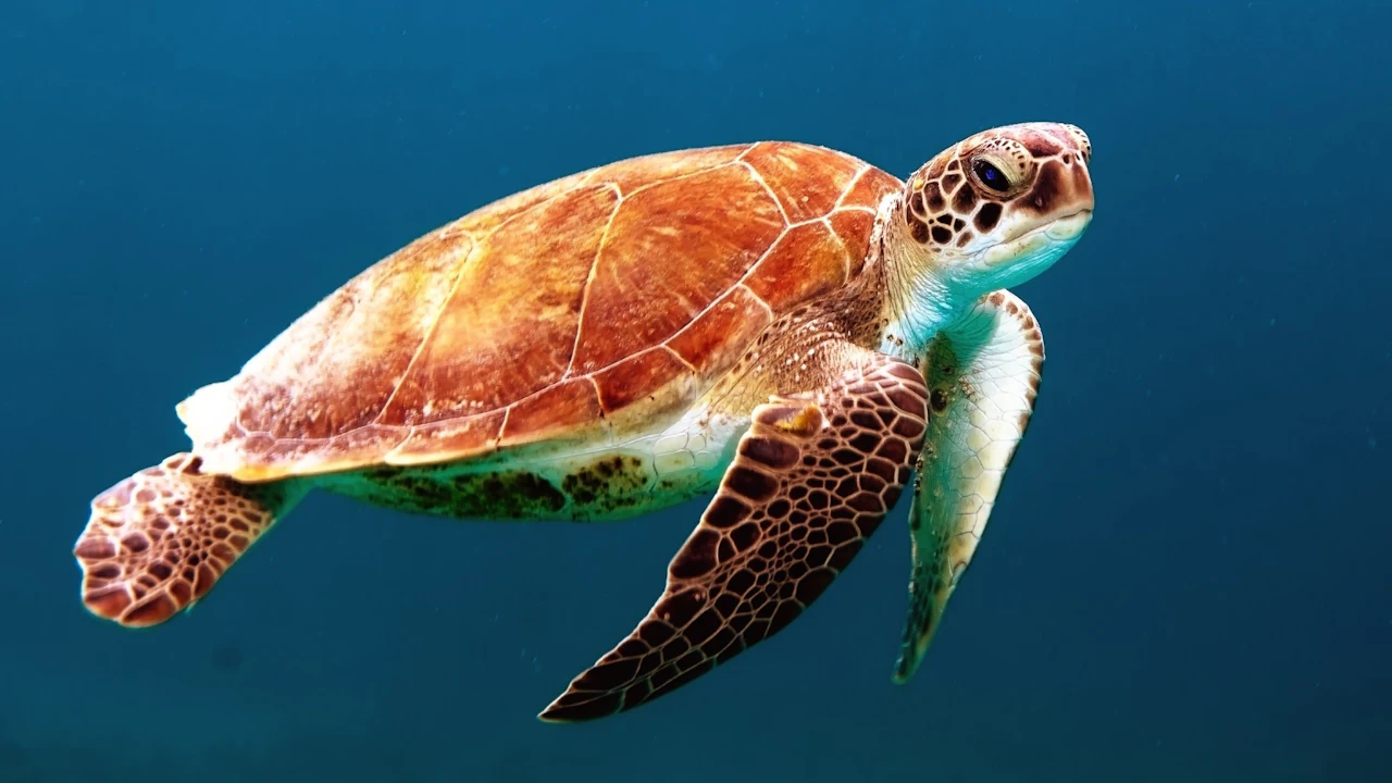 Sea turtle swimming in deep blue water