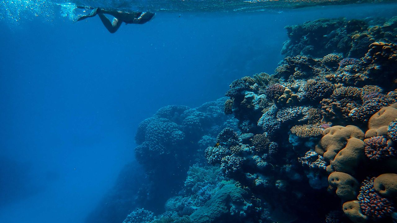 Lone scuba diver above a coral reef wall
