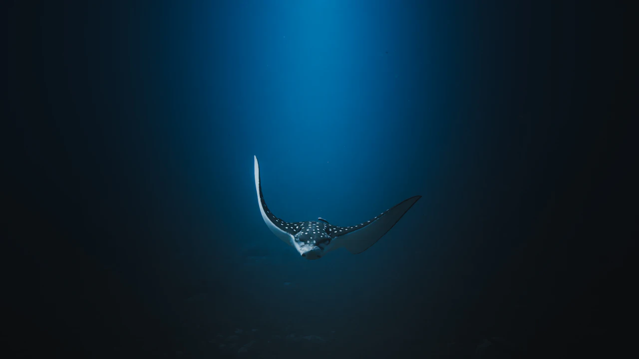 Spotted eagle ray gliding through deep blue water