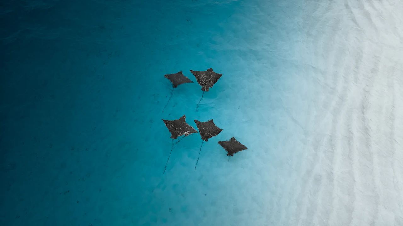 Small group of rays swimming above sand