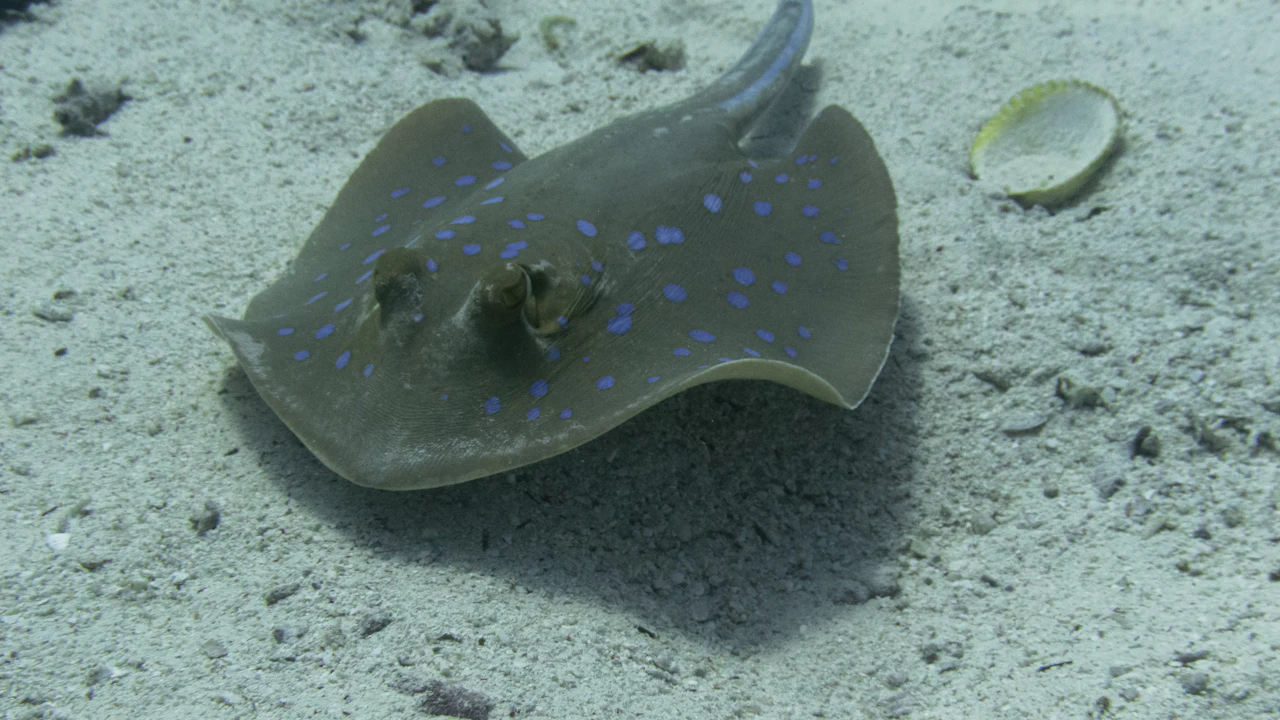 Blue-spotted stingray resting on a sandy bottom
