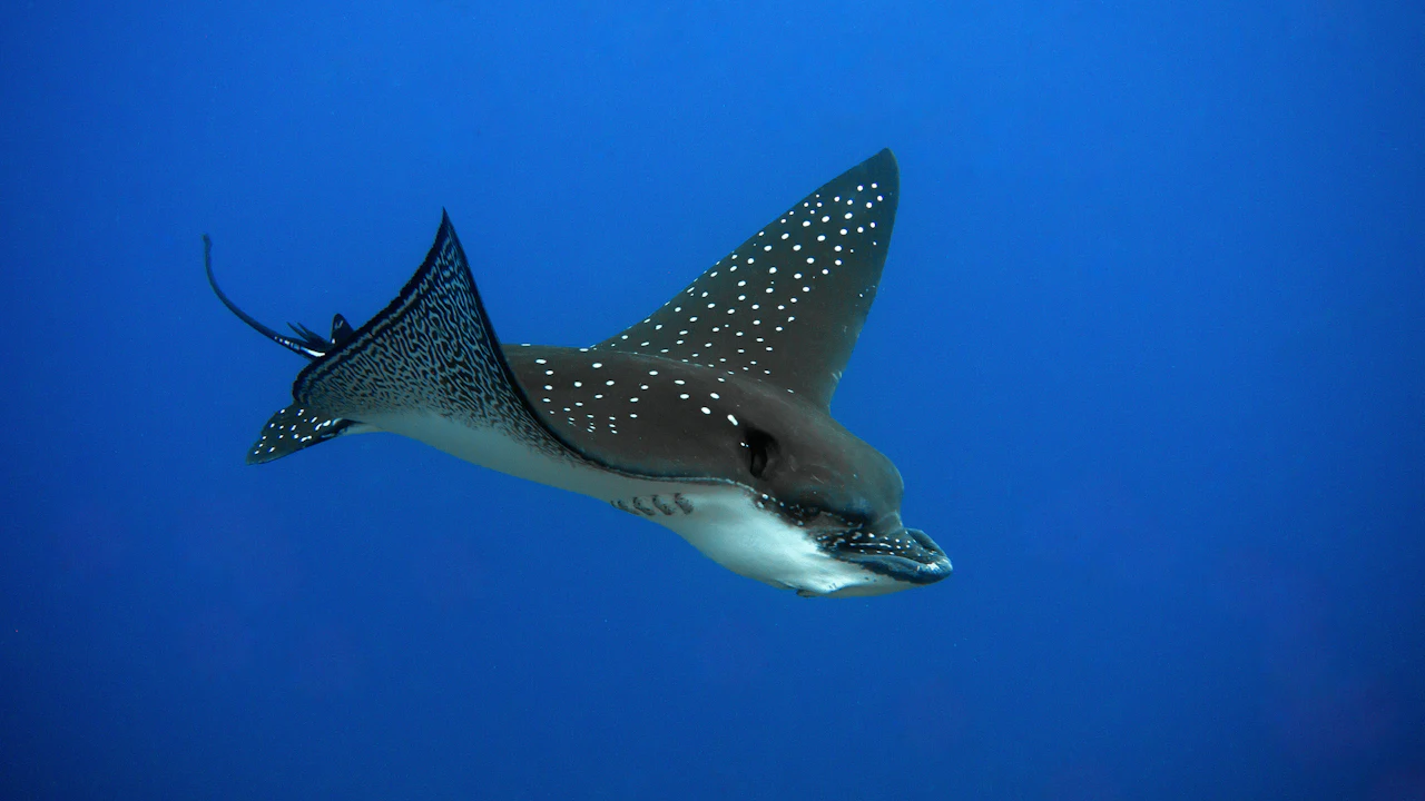 Close view of the spotted back and wings of an eagle ray