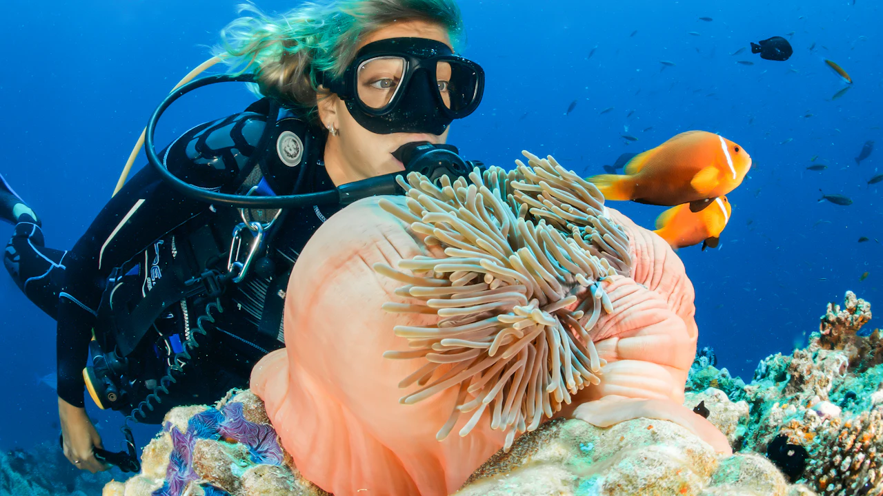 Scuba diver beside a sea anemone and small fish