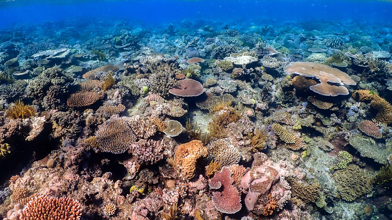 Shallow coral reef seen through clear turquoise water