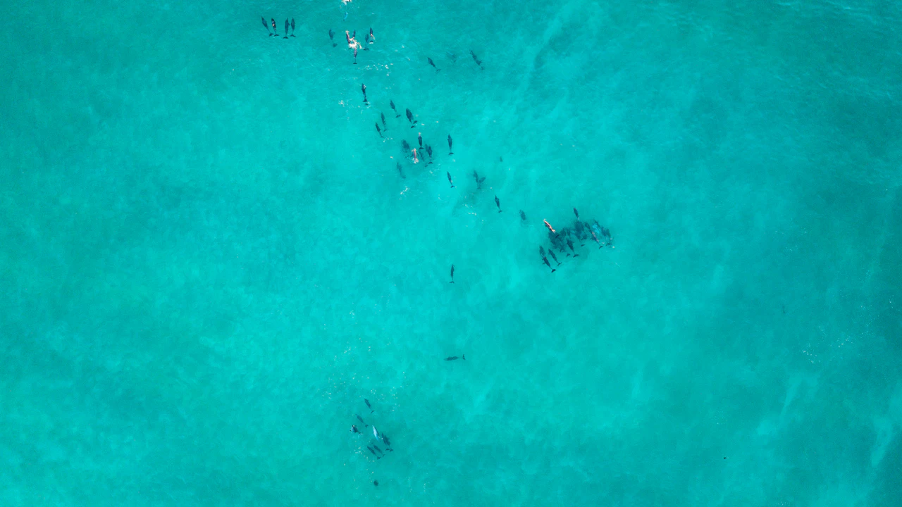 Rays swimming through clear turquoise water
