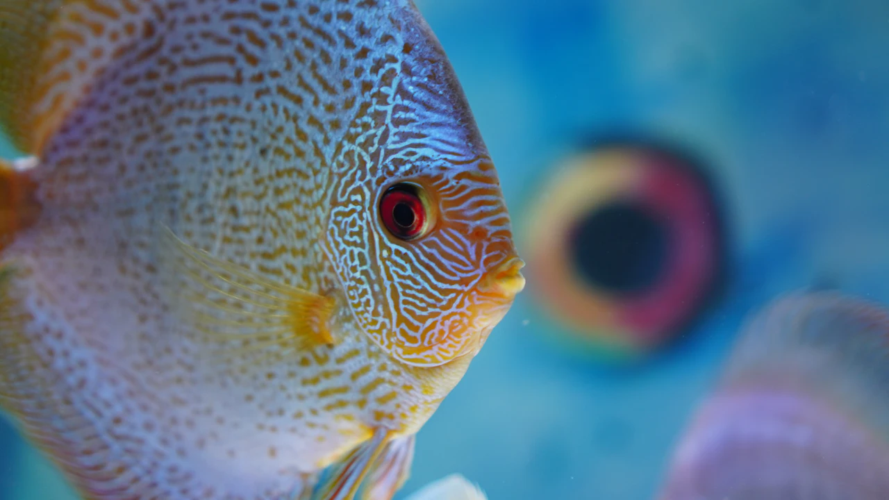 Close view of a colorful patterned round fish