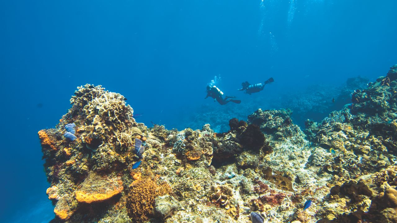 Two scuba divers swimming side by side near a coral reef