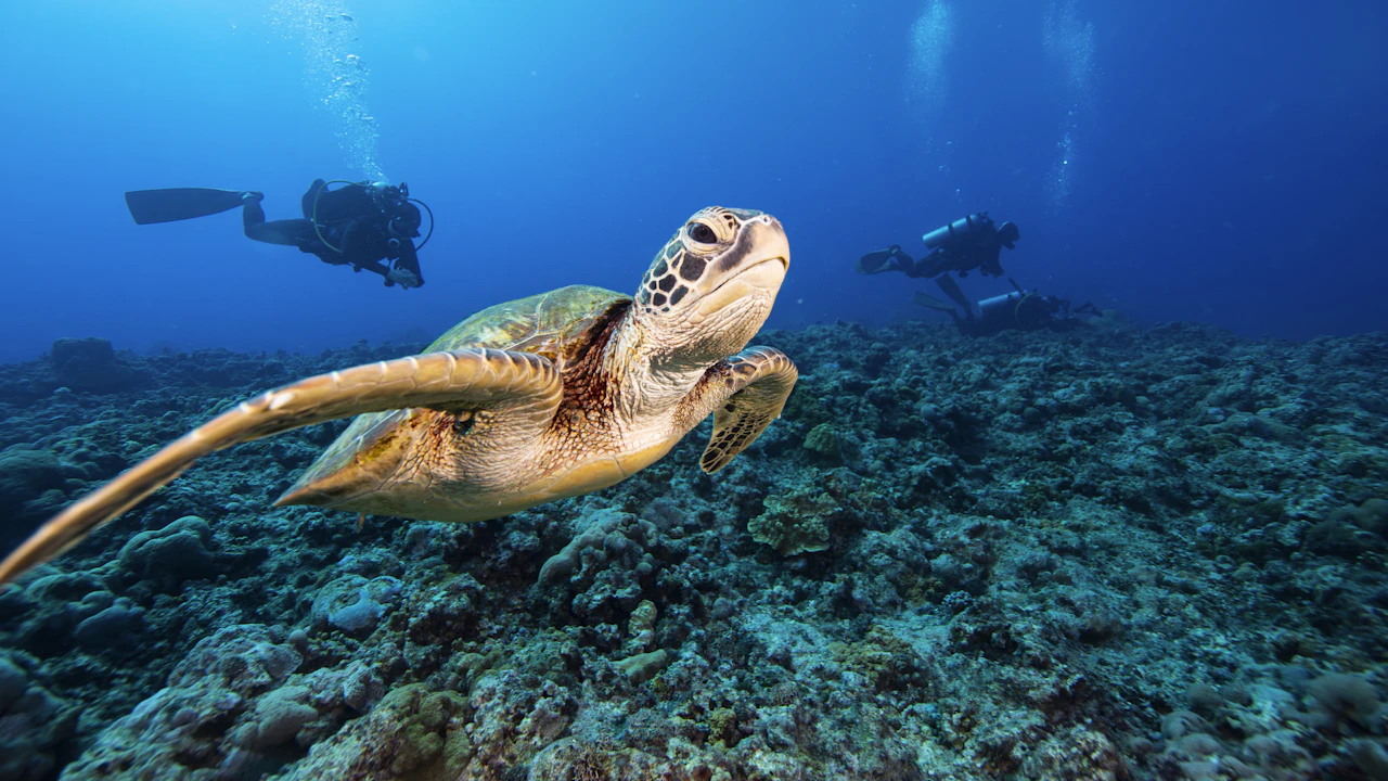 Sea turtle swimming over a reef with divers behind it