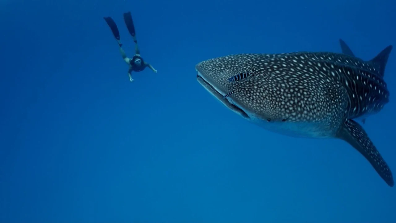 Diver hovering at a respectful distance as a large whale shark swims by