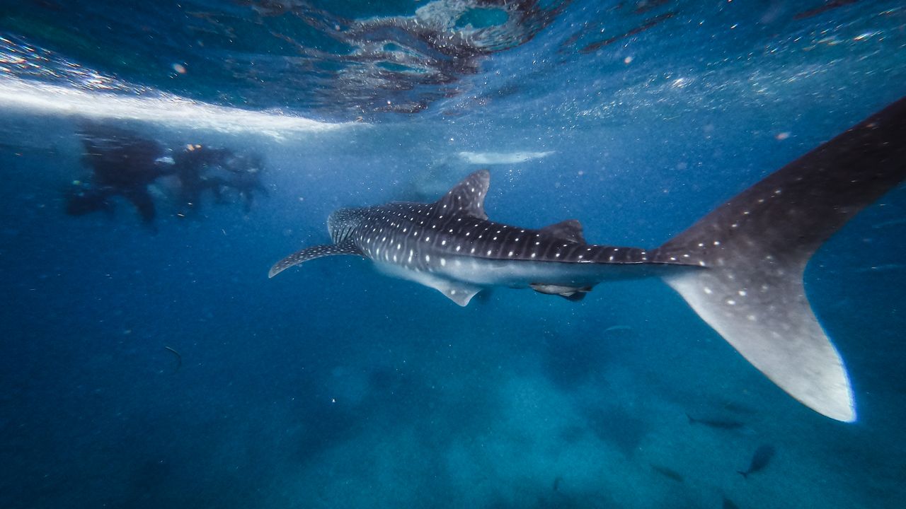 Whale shark swimming near the surface in blue water