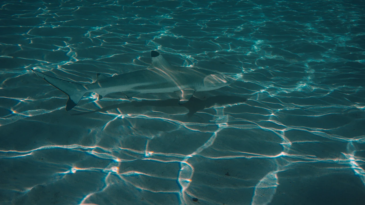Sunlight rippling over a sandy bottom in shallow water