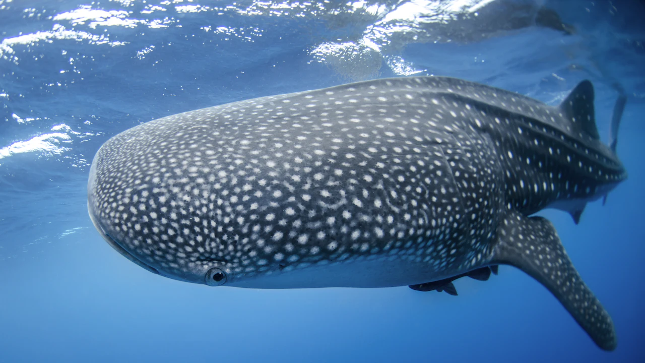 Close view of a whale shark's gray skin covered in white spots